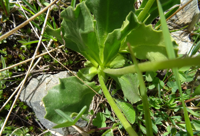 probabile: Primula latifolia